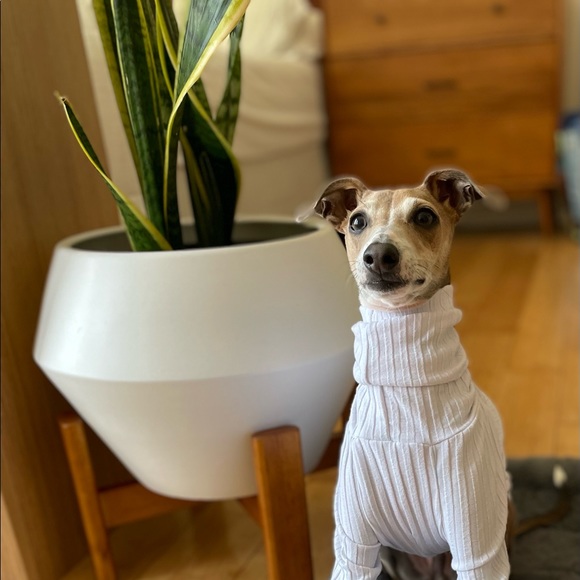 Meet your Posher, Lauren - Picture 1 of 1